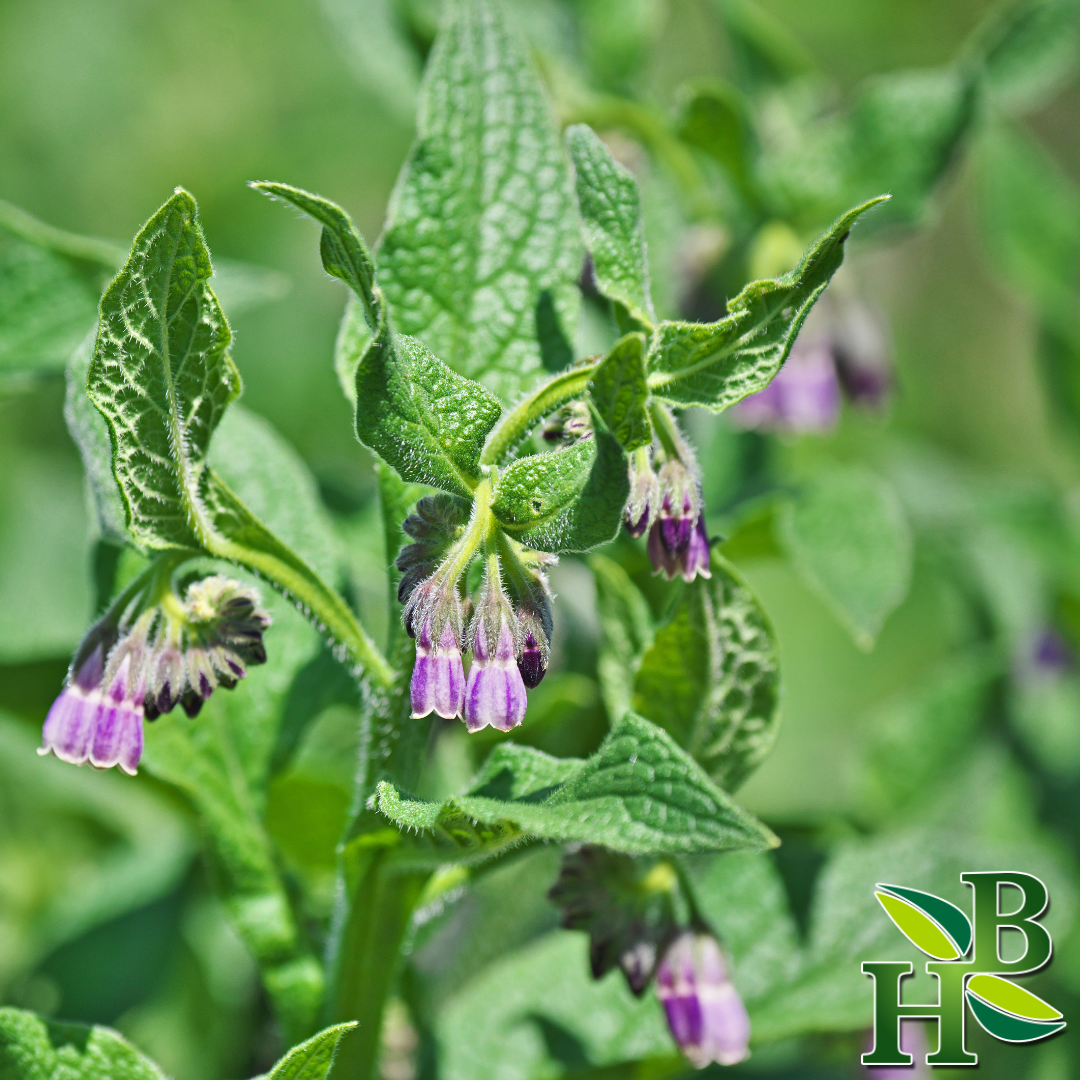 Herb to Body Comfrey Leaf Powder Symphytum Officinale Topical Skincare