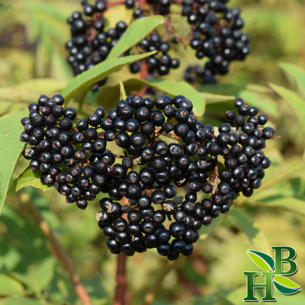 Herb To Body Organic Whole Dried Elderberries Sambucus Nigra