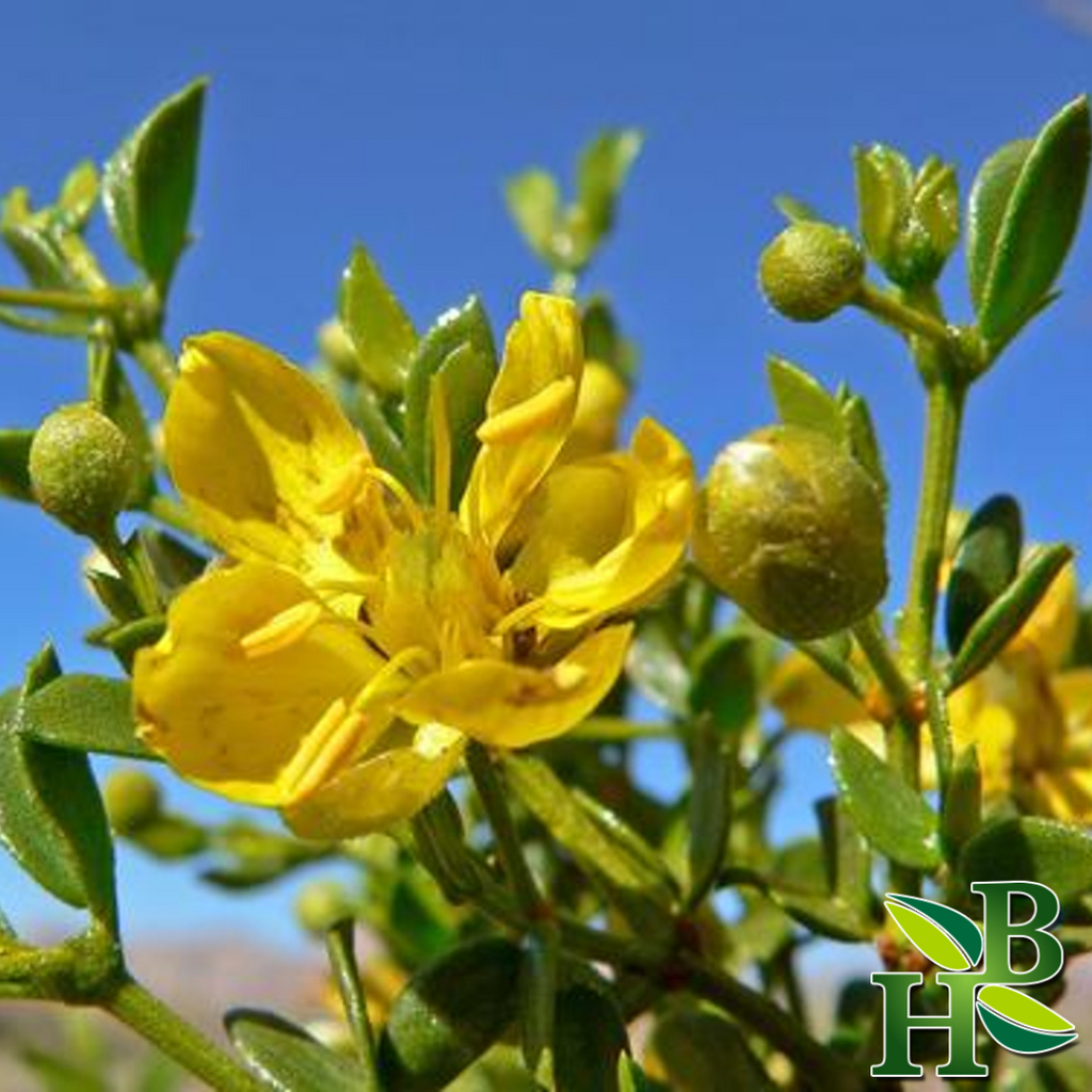 Herb To Body Chaparral Leaf Powder Larrea Tridentata