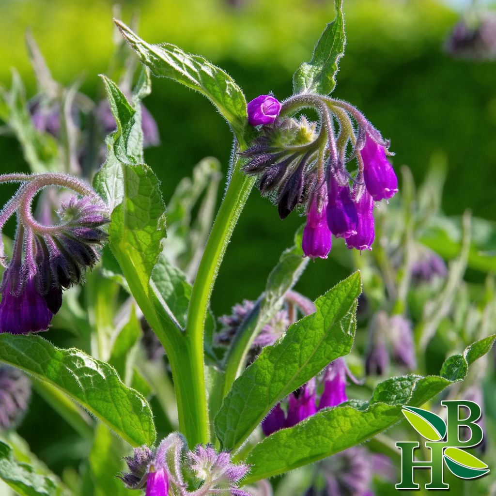 Herb To Body Comfrey Leaf Cut & Sifted 4 oz