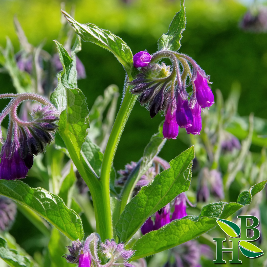Herb To Body Comfrey Leaf Cut & Sifted 4 oz