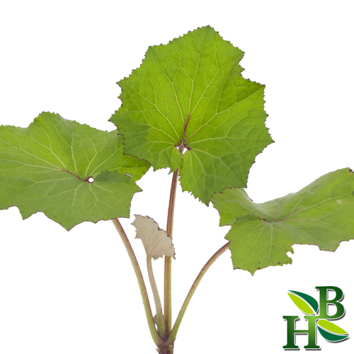 Coltsfoot Leaf Cut and Sifted Dried Herb 4 oz