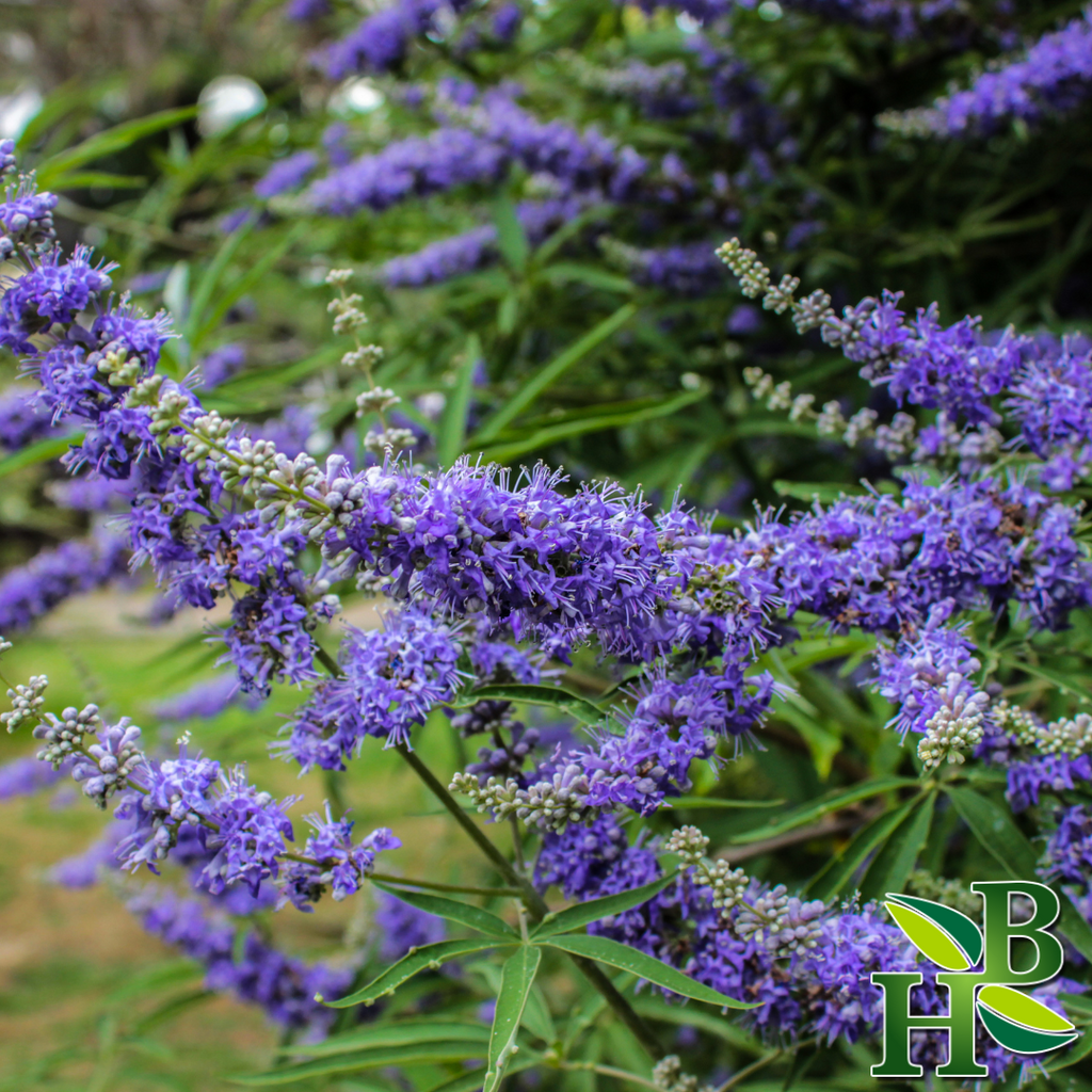 Herb To Body Chaste Tree Berries Powder Vitex Agnus-Castus Supplement