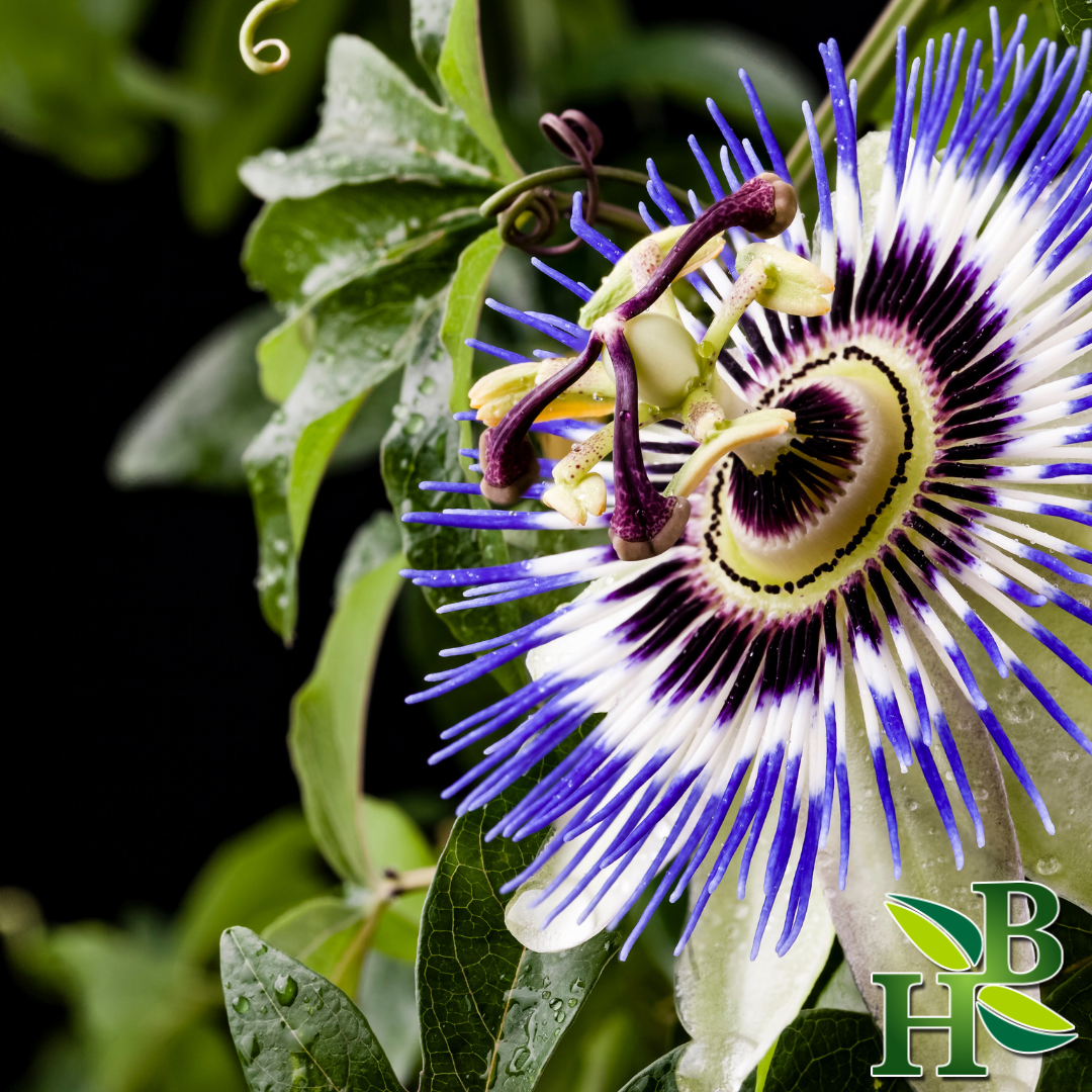 Herb To Body Passion Flower Herb Cut Sifted 4oz