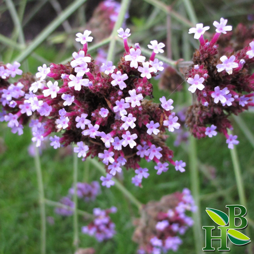 Blue Vervain Herb Powder Finely Ground Botanical 4oz