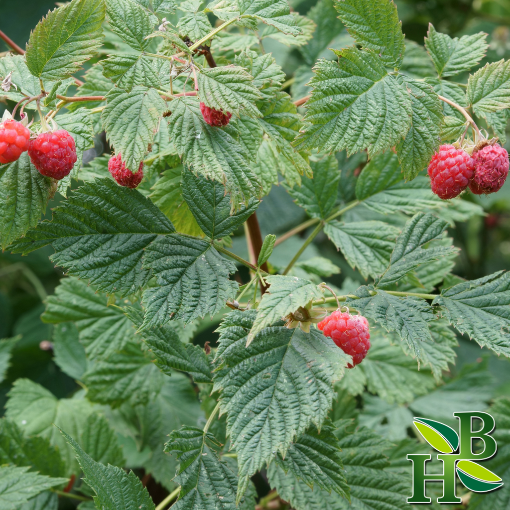 Herb To Body Raspberry Leaf Powder Organic Supplement 4oz