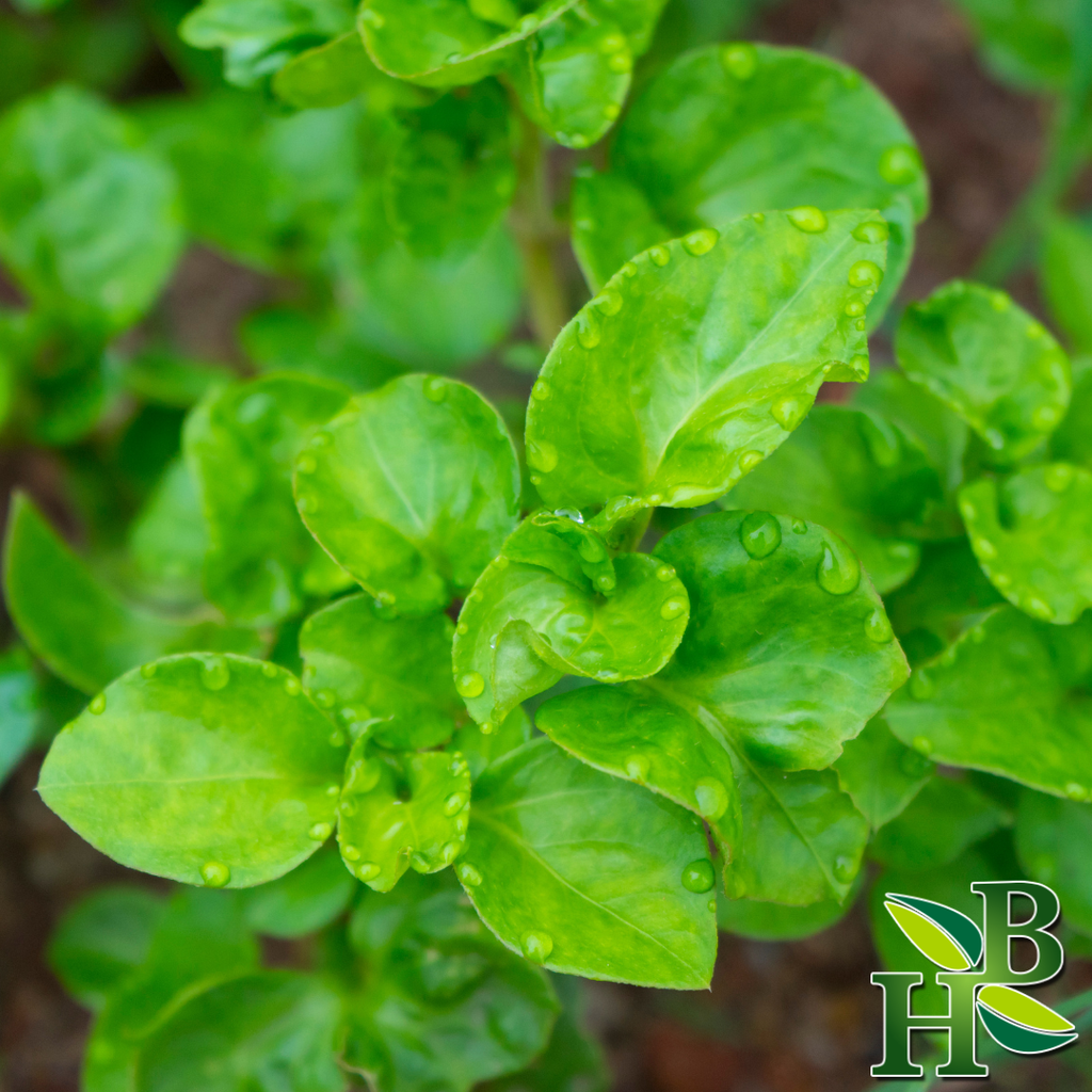 Herb To Body Watercress Herb Powder Culinary Spice
