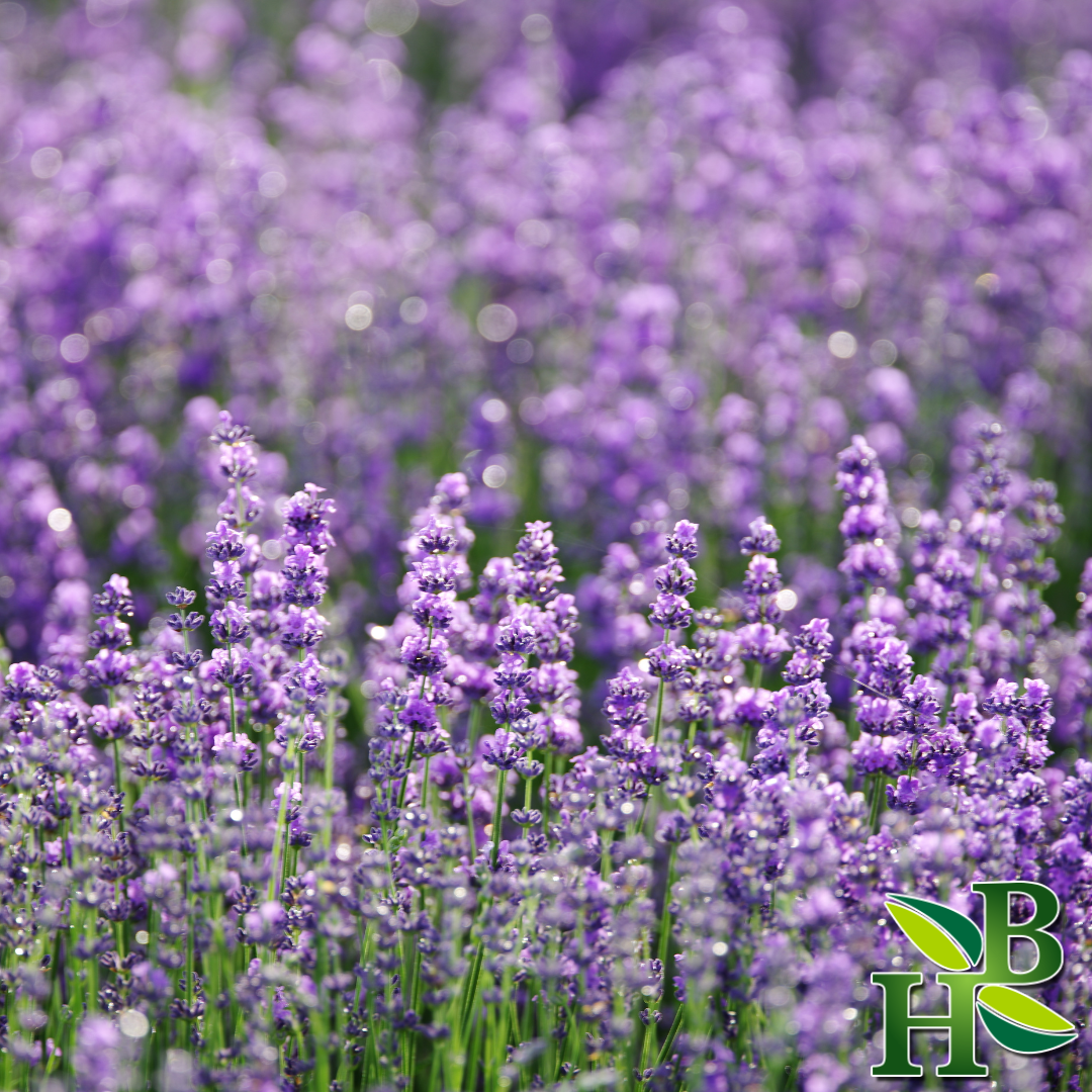 Herb To Body Lavender Flowers Powder Fine Ground 4oz