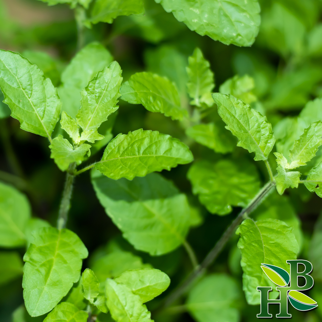 Herb To Body Tulsi Leaf Holy Basil Cut Sifted 4oz
