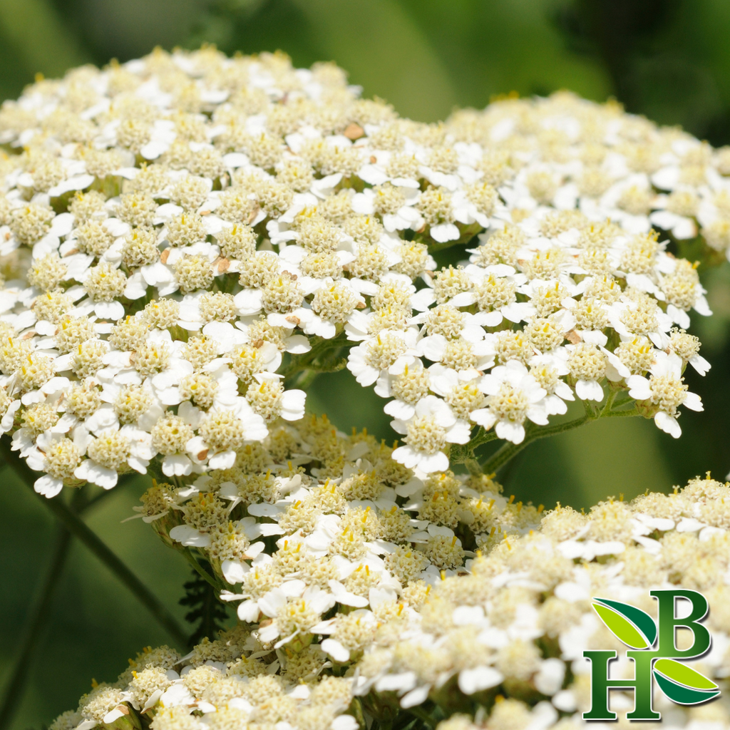 Herb To Body Dried Yarrow Flowers Cut & Sifted 4 oz