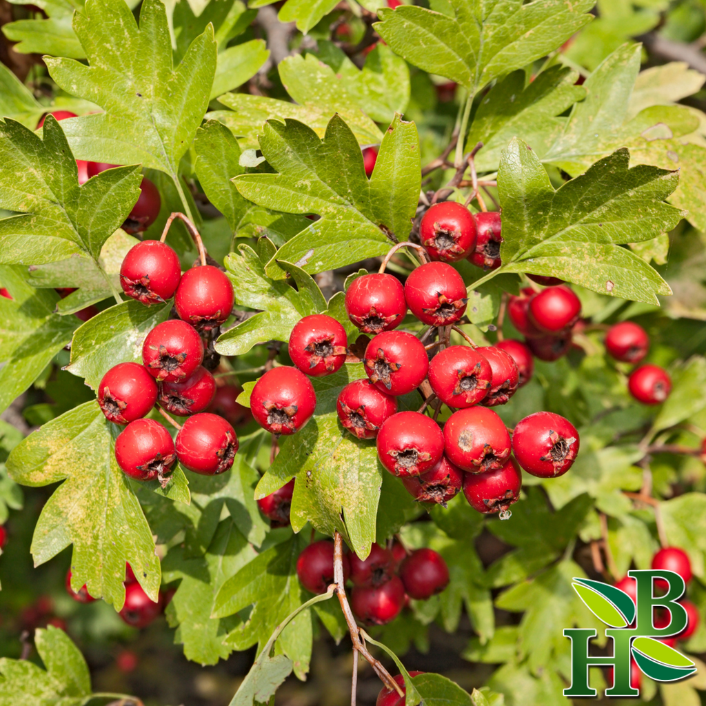 Herb To Body Whole Hawthorn Berries Dried Botanical Herb
