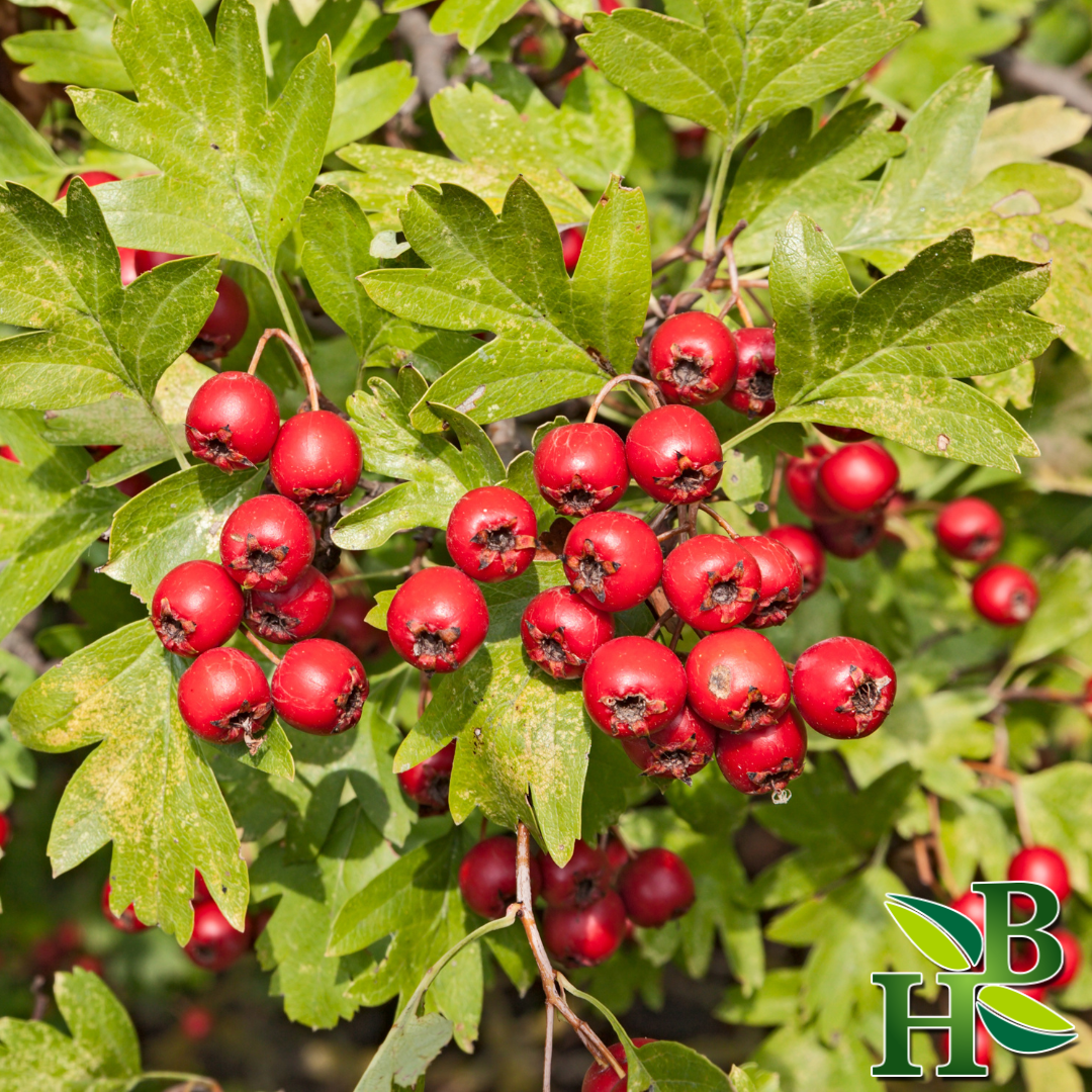 Herb To Body Whole Hawthorn Berries Dried Botanical Herb