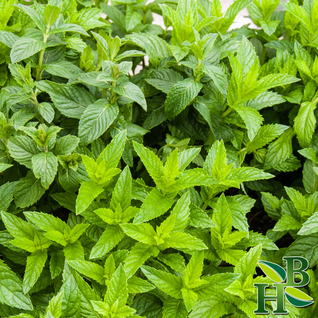 Herb To Body Dried Spearmint Leaf Cut And Sifted 4oz