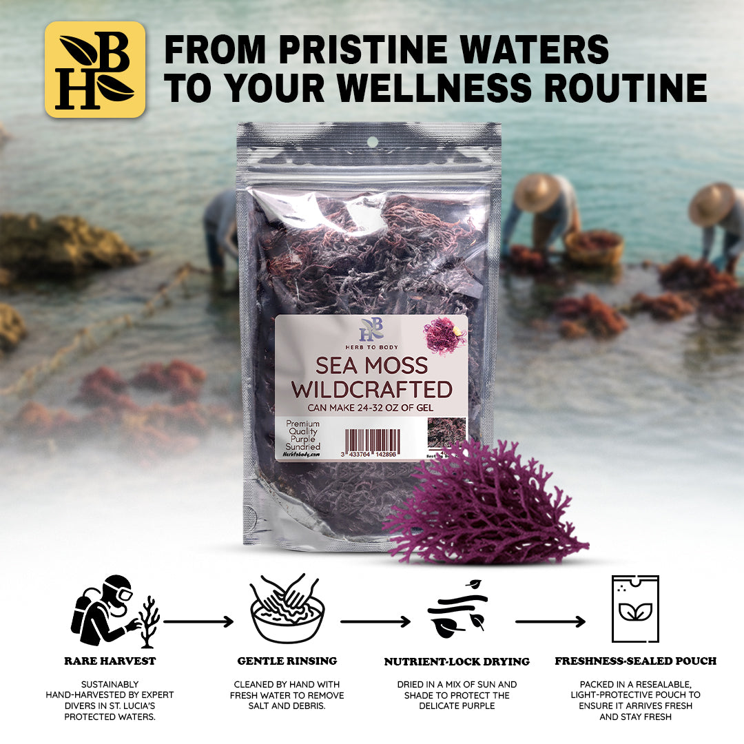 Herb To Body Wildcrafted Purple Irish Sea Moss