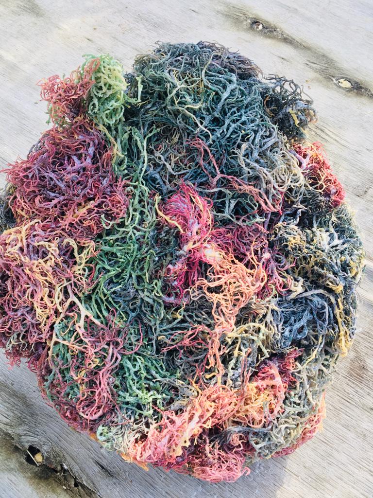 Herb To Body Multi-Color Irish Sea Moss Wildcrafted St. Lucia