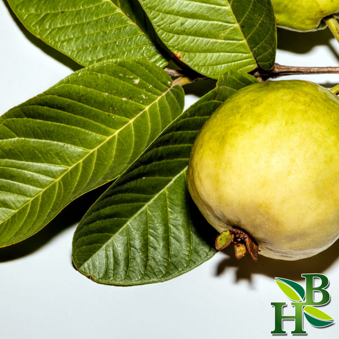 Herb To Body Whole Dried Guava Leaves Herbal Tea 10g