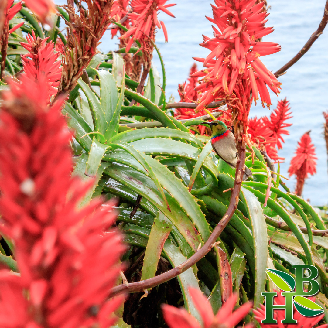 Cape Aloe Ferox Leaf Powder