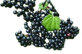 Herb To Body Organic Whole Dried Elderberries Sambucus Nigra