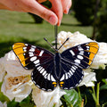 SunStainedGlassUA Lorquin's Admiral Butterfly Suncatcher Stained Glass 5.7in