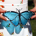 SunStainedGlassUA Morpho Menelaus Stained Glass Butterfly Suncatcher 6in