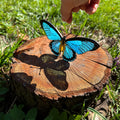 SunStainedGlassUA Blue Swallowtail Butterfly Stained Glass Suncatcher Handmade