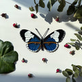 SunStainedGlassUA Sapho Longwing Butterfly Stained Glass Suncatcher Handmade