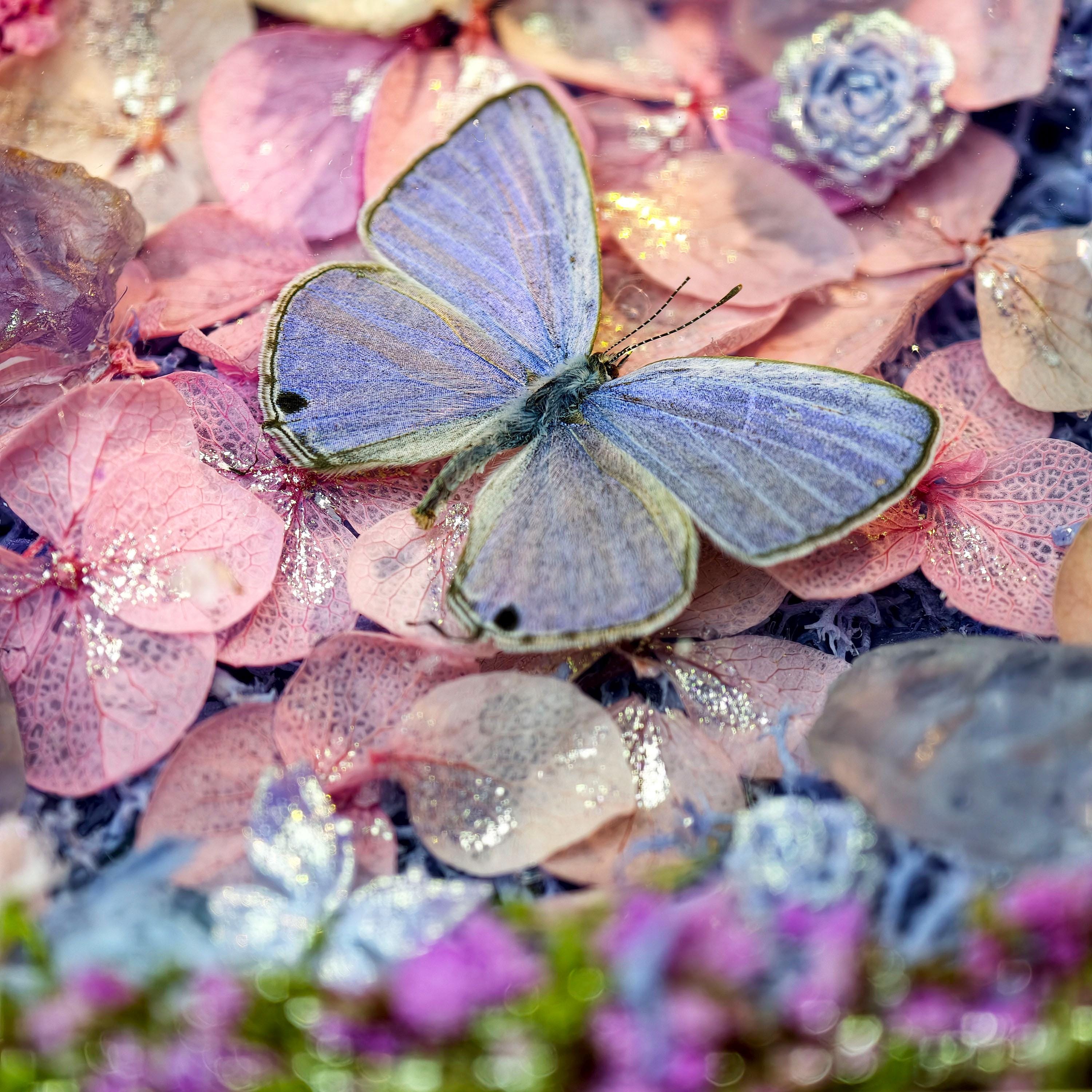 Oryeia Real Butterfly Dried Flower Music Box With Amethyst Crystal, La La Land Melody
