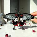 SunStainedGlassUA Asian Swallowtail Butterfly Stained Glass Suncatcher Window Hanging