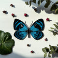 SunStainedGlassUA Croesus Eyemark Butterfly Suncatcher Hand-Painted Blue 5.6in