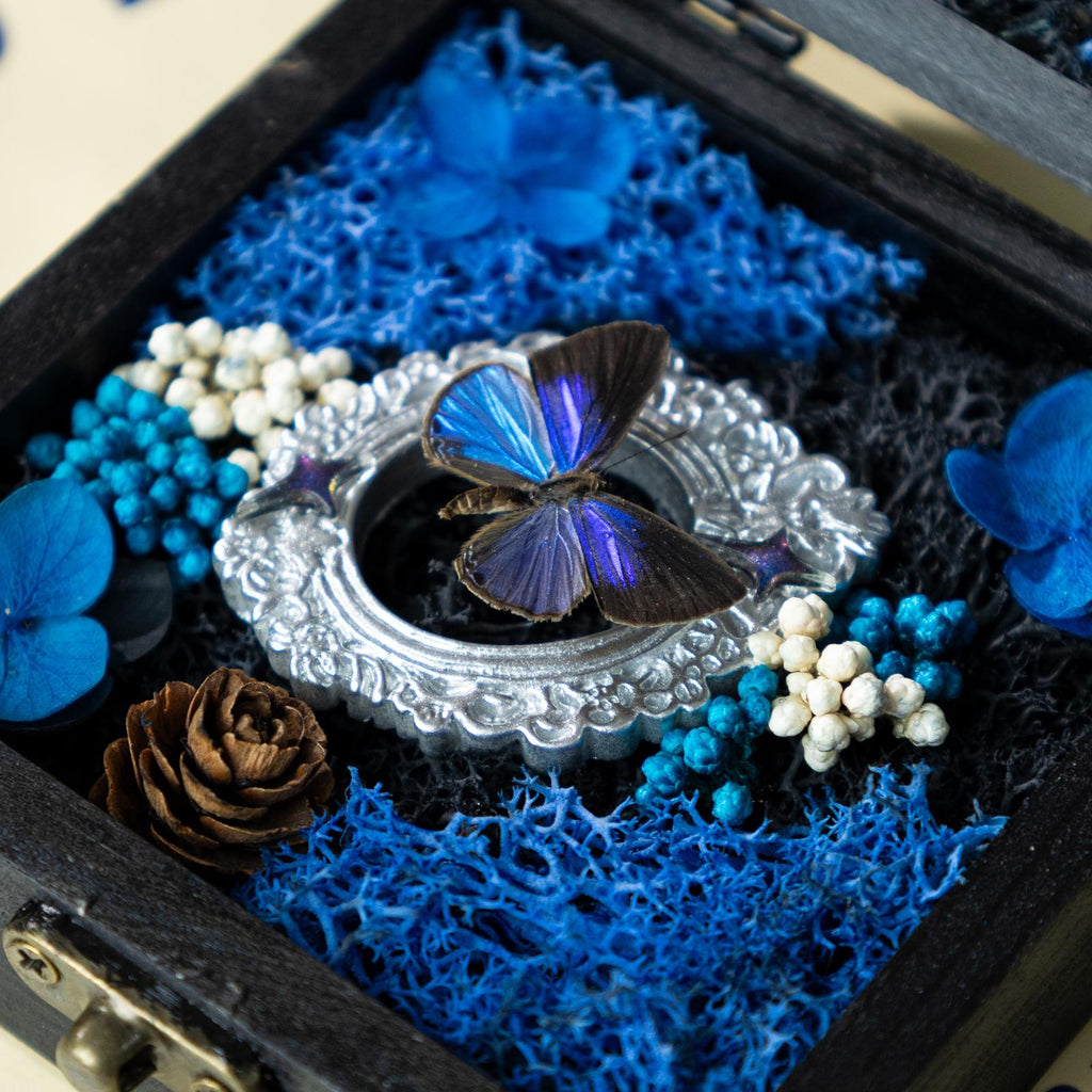 Oryeia Blue Butterfly Specimen Diorama Box With Preserved Moss