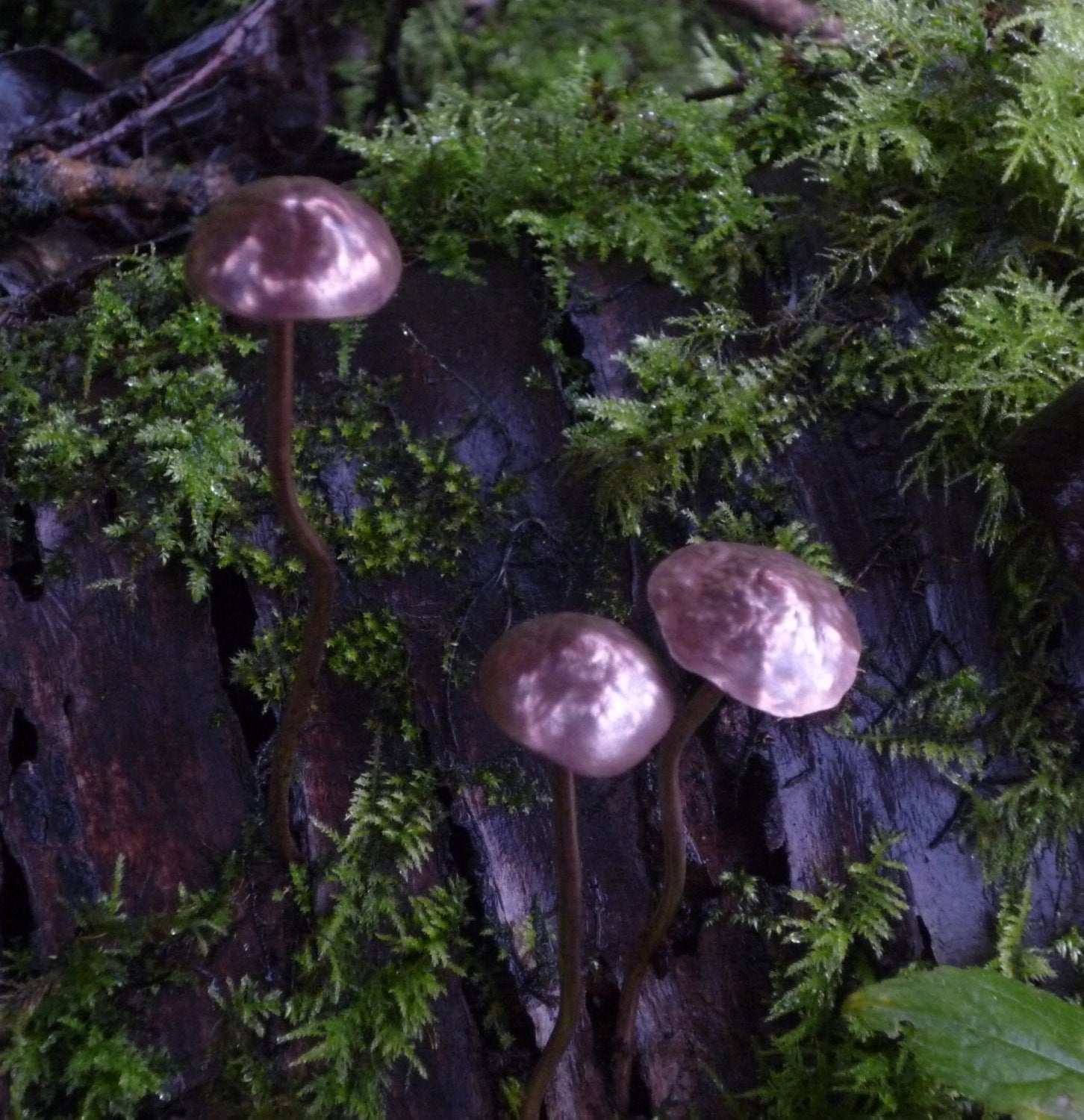 GazRye Handcrafted Copper Mushroom Garden Decoration Textured